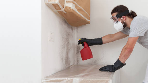 Professional Attic Mold Removal technician working in Annandale, NJ