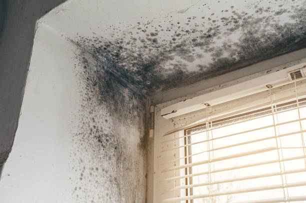 Affordable Basement Mold Removal solutions in Annandale, NJ