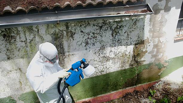 Top rated local Basement Mold Removal specialists in Annandale, NJ